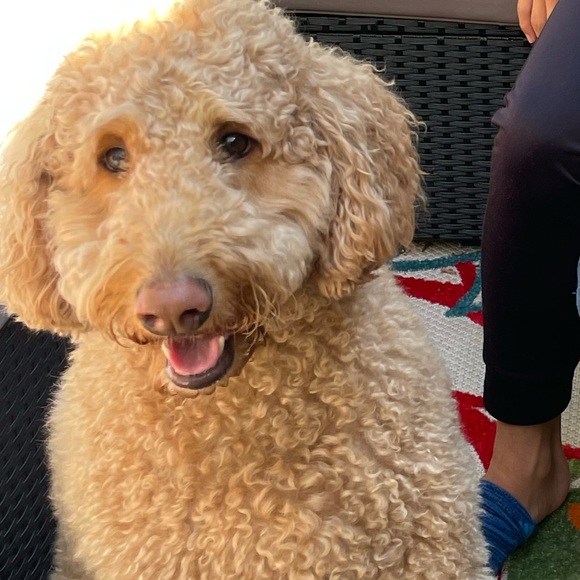 Meet your Posher, Marcie - Picture 2 of 2